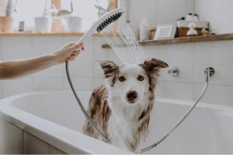 Hansgrohe DogShower Душ для собак 150 3jet с массажной струей белый матовый 26640700