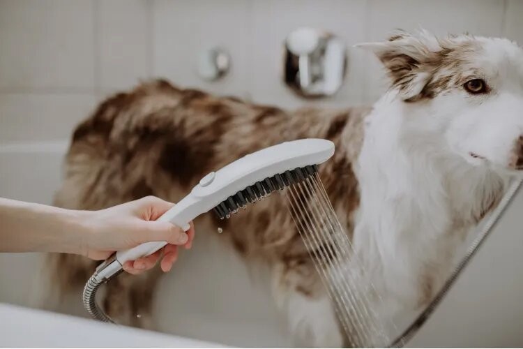 Hansgrohe DogShower Душ для собак 150 3jet с массажной струей белый матовый 26640700